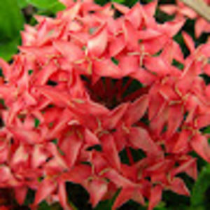 Meet your Posher, Krystine